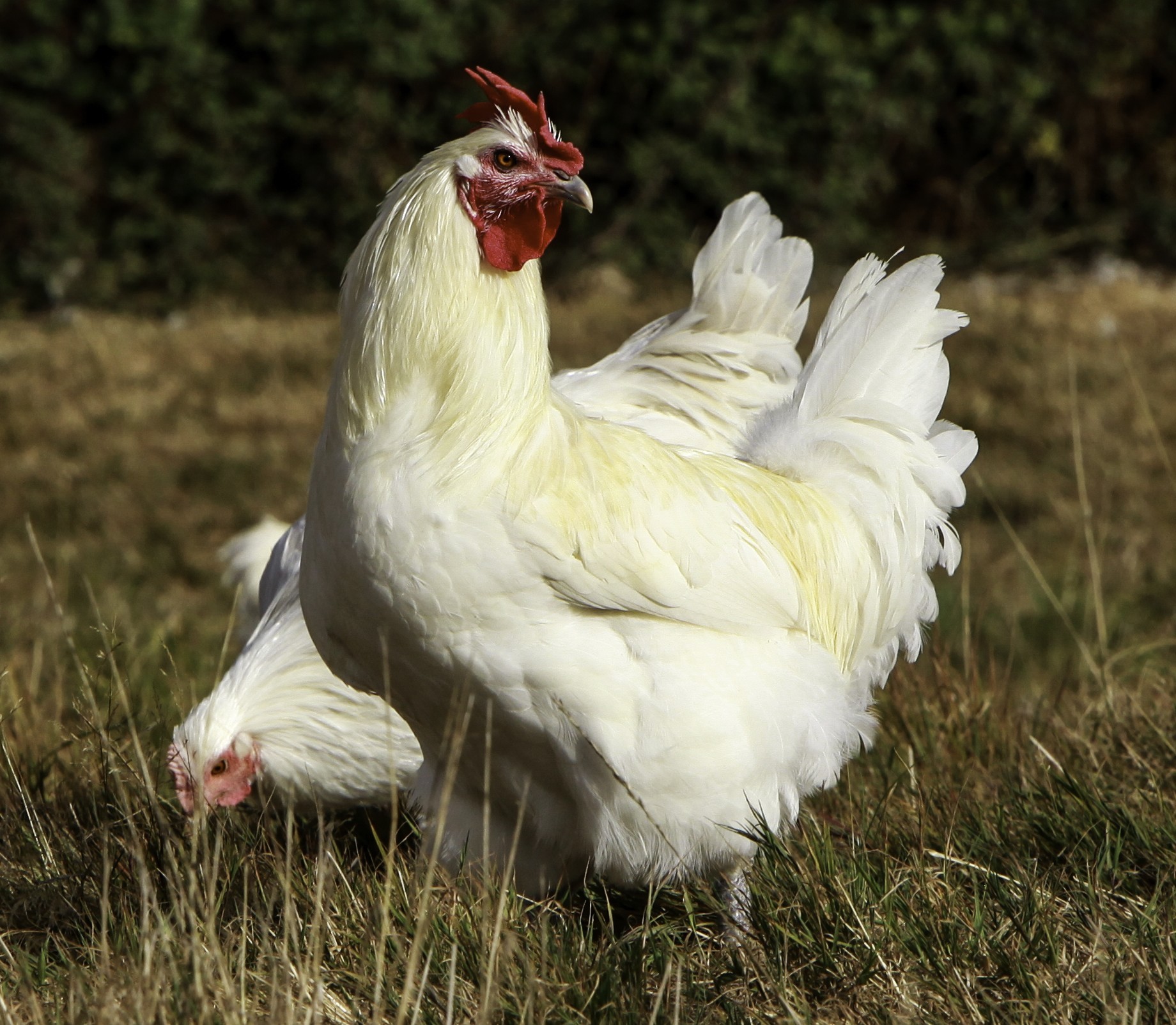 bresse-otpbb-guillaume-robert-famy-5-poulet-942