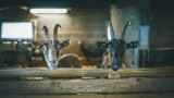 Biquettes de La Ferme de la Petite Foret