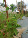 Houblon