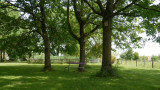 La Mésange à tête bleue