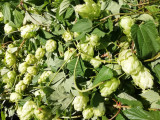 Grappe de houblon