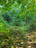 Agroforet, hortensia, chataignier, asiminier