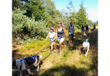 CHIEN DE TRAINEAUX CANI RANDO CANI MARCHE NORDIKROAD EN BRESSE BOURGOGNE 