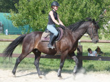 Cours-Dressage---Ecurie-du-Louvarel