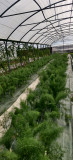 Culture sous serre 1