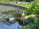 Etang et Cygnes © Château de Villeron