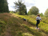 CHIEN DE TRAINEAUX CANI RANDO CANI MARCHE NORDIKROAD EN BRESSE BOURGOGNE 