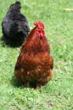 coq nain pekin