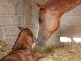 Naissance---Ecurie-du-Louvarel