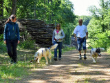 CHIEN DE TRAINEAUX CANI RANDO CANI MARCHE NORDIKROAD EN BRESSE BOURGOGNE