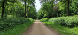 CHIEN DE TRAINEAUX CANI RANDO CANI MARCHE NORDIKROAD EN BRESSE BOURGOGNE