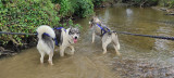 CHIEN DE TRAINEAUX CANI RANDO CANI MARCHE NORDIKROAD EN BRESSE BOURGOGNE 