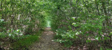 CHIEN DE TRAINEAUX CANI RANDO CANI MARCHE NORDIKROAD EN BRESSE BOURGOGNE 