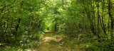 CHIEN DE TRAINEAUX CANI RANDO CANI MARCHE NORDIKROAD EN BRESSE BOURGOGNE