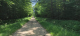 CHIEN DE TRAINEAUX CANI RANDO CANI MARCHE NORDIKROAD EN BRESSE BOURGOGNE 