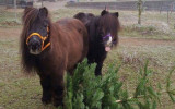 Poneys © La Ferme de la Balme