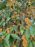 Production de chalef d'automne
