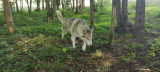 CHIENS DE TRAINEAUX  NORDIKROAD BRESSE BOURGOGNE VISITE D'ENCLOS