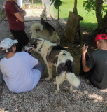 CHIENS DE TRAINEAUX  NORDIKROAD BRESSE BOURGOGNE VISITE D'ENCLOS 