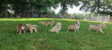 CHIEN DE TRAINEAUX CANI RANDO CANI MARCHE NORDIKROAD EN BRESSE BOURGOGNE 