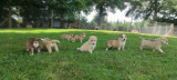 CHIENS DE TRAINEAUX  NORDIKROAD BRESSE BOURGOGNE VISITE D'ENCLOS