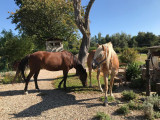 cour avec chevaux