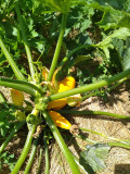 courgettes jaunes - debut 072023-2