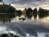 Cygnes sur l'étang de la Verne