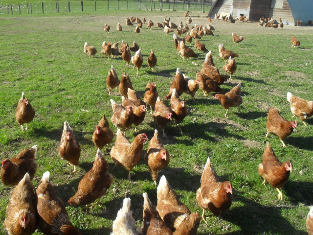 Poules pondeuses plein air © ESAT