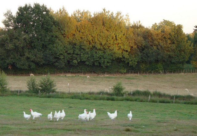 Volailles de Bresse  © OTPBB