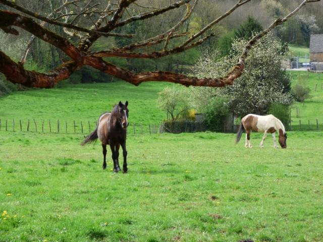 chevaux-cuiseaux-179870