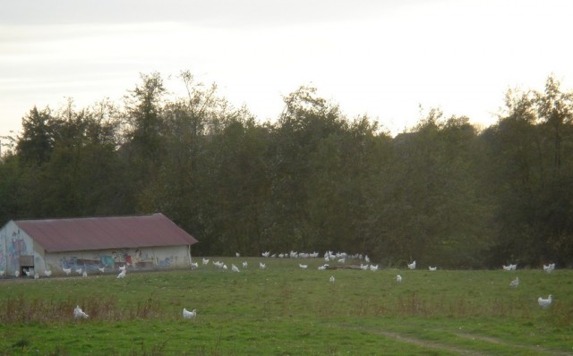 poulets-montagny-2-otsi-181171