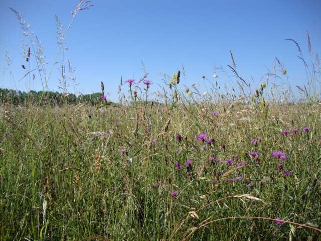 Sentier Nature - Office de Tourisme du Pays de la Bresse Bourguignonne