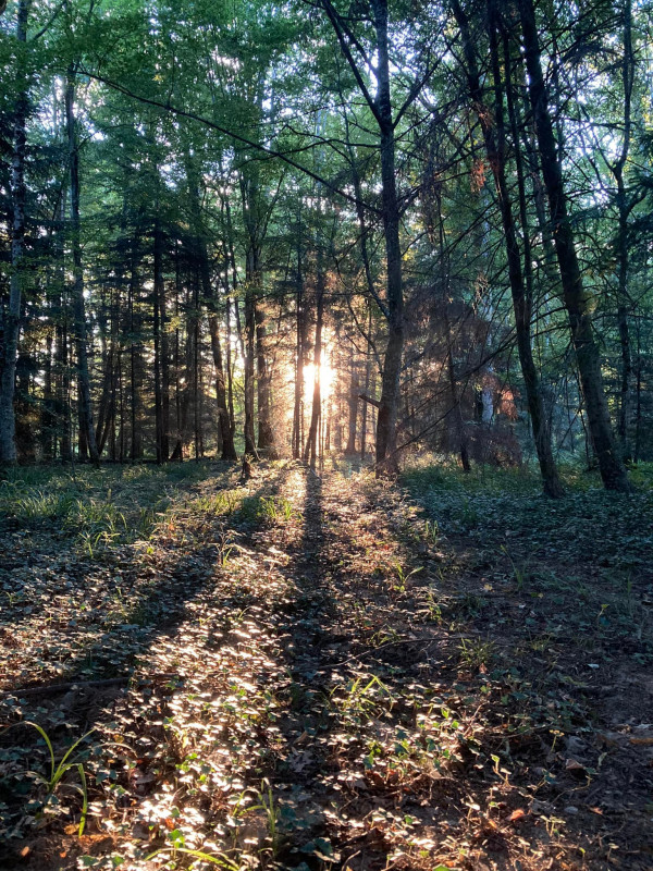 2022 07 photo forêt Raimond