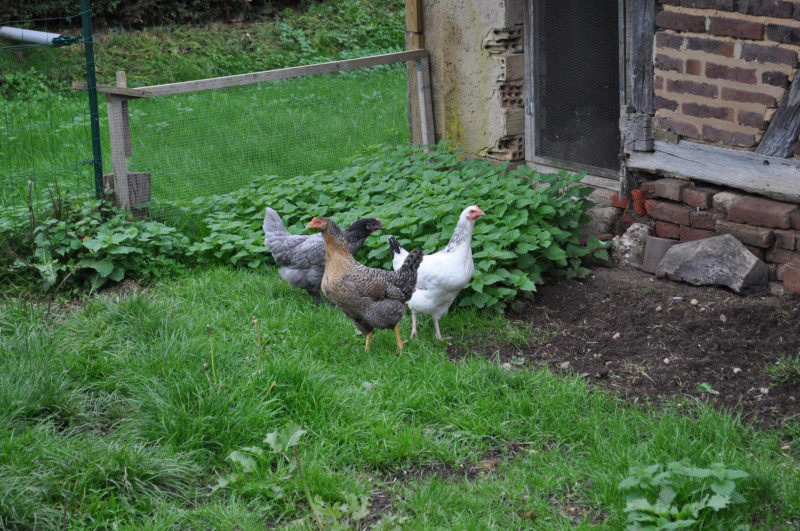 les Hirondelles les Hirondelles