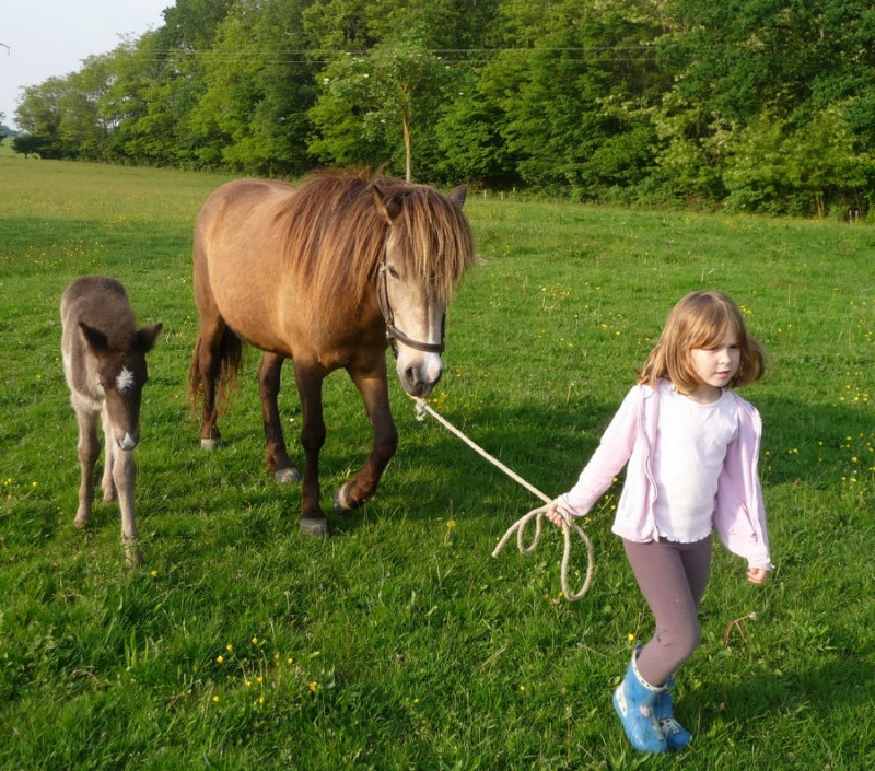 Cheval © Domaine de la Loge