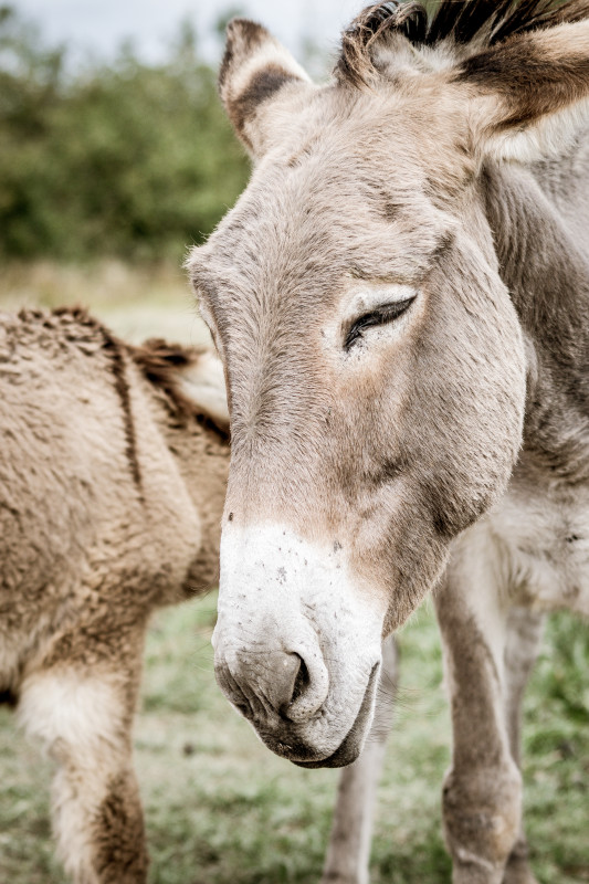 les ânesses de la charrette bleue les ânesses de la charrette bleue