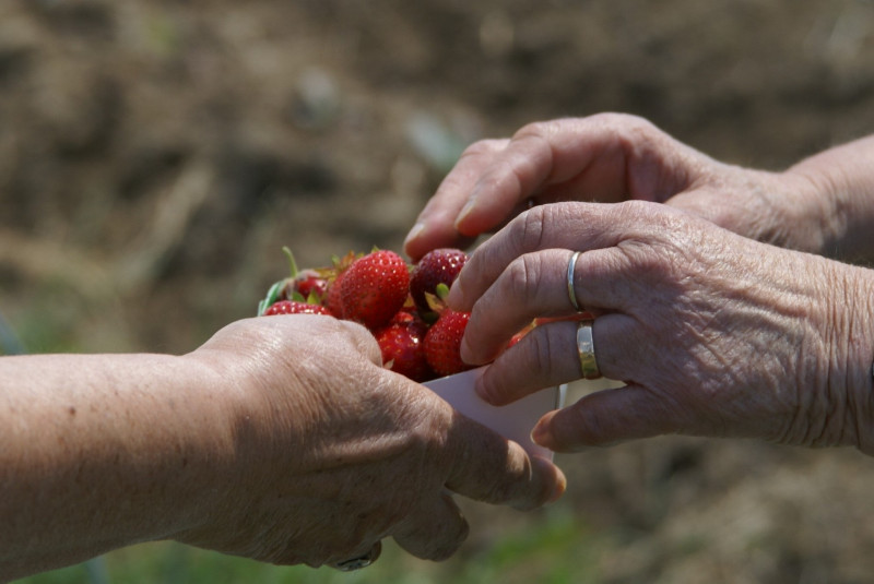 Fraises - Marsottière