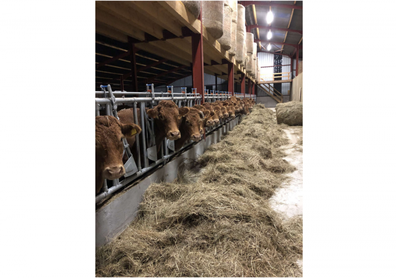 les génisses limousines