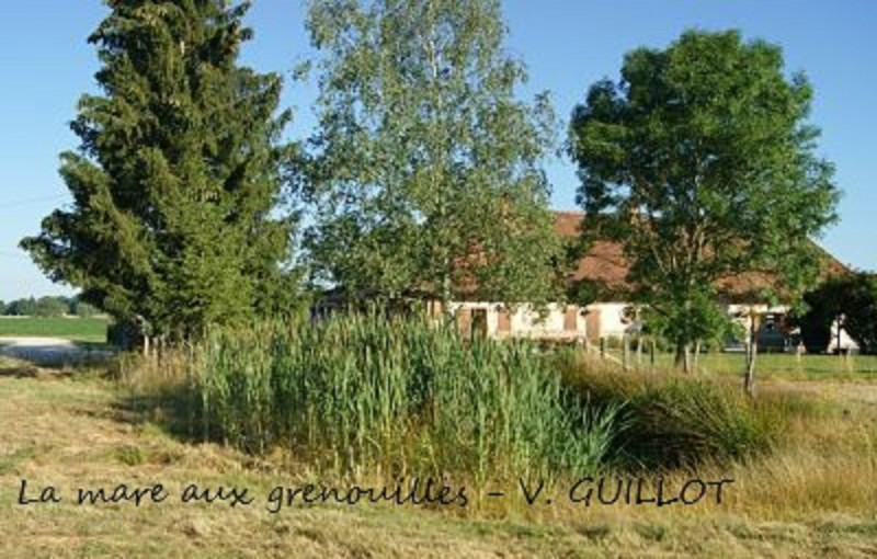 La-mare-aux-grenouilles-V