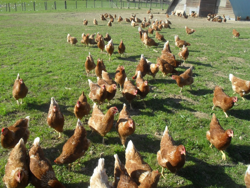 Poules pondeuses plein air © ESAT