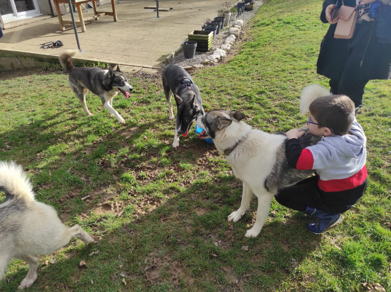 CHIENS DE TRAINEAUX  NORDIKROAD BRESSE BOURGOGNE VISITE D'ENCLOS 