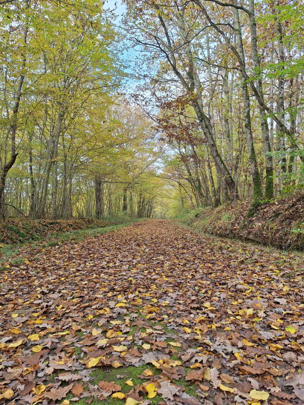 Sentier domaine des Druides