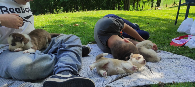 CHIEN DE TRAINEAUX CANI RANDO CANI MARCHE NORDIKROAD EN BRESSE BOURGOGNE