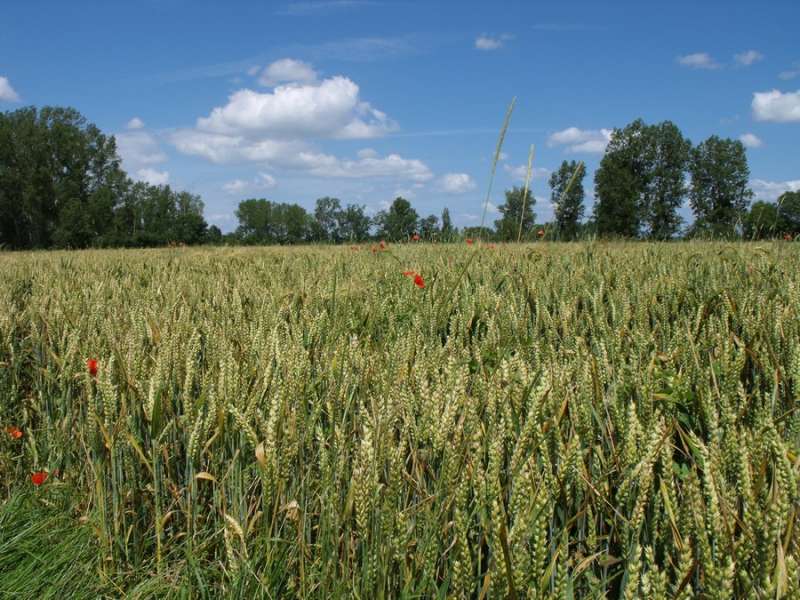 Blé coquelicots - Office de Tourisme du Pays de la Bresse Bourguignonne