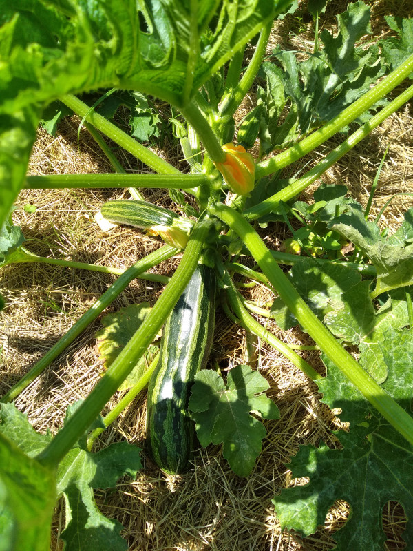 courgettes striees- debut 072023