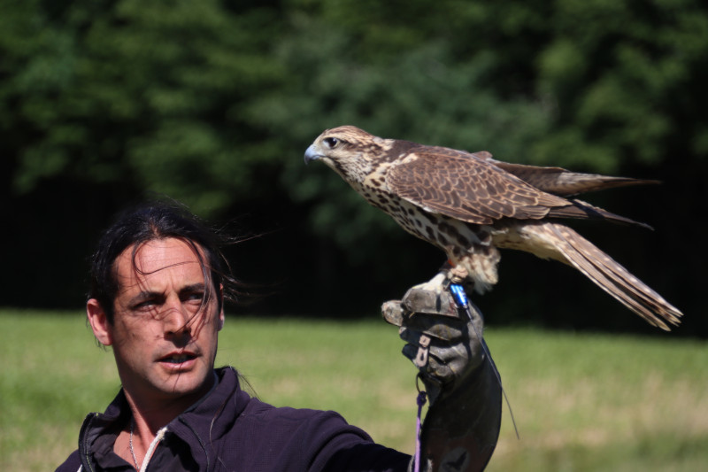 initiation fauconnerie 
