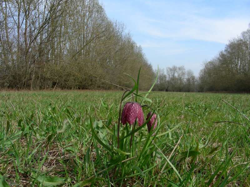 Fritillaire Pintade - Ouroux sur Saône - Office de Tourisme du Pays de la Bresse Bourguignonne