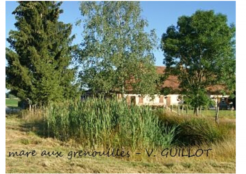 La-mare-aux-grenouilles-V