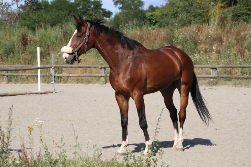 Cheval du Centre equestre